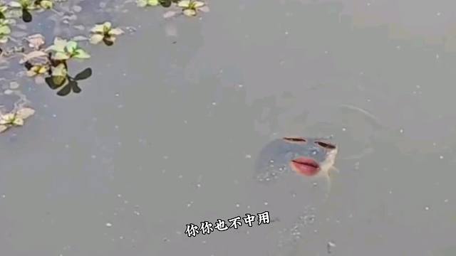 56. 鱼 -菜就多练