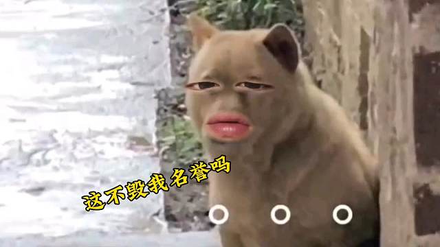 57. 狗子 -我干啥了？