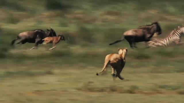顶级掠食者，猫科动物的生存奥秘（4）