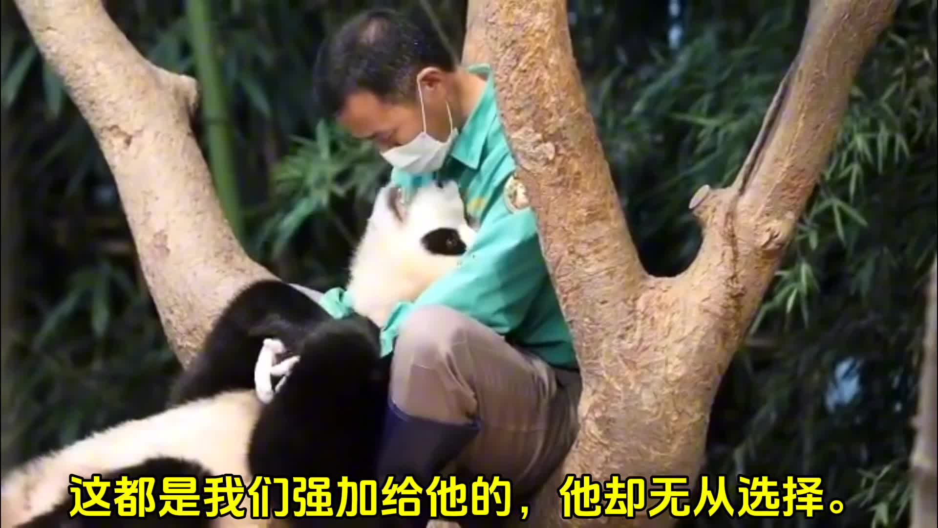 请大家不要讨厌福宝，它仅仅是个孩子而已~