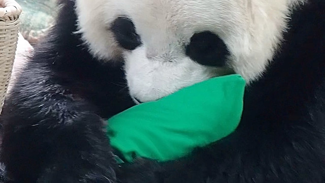 含在嘴里怕化了，捧在手心里怕碎了。