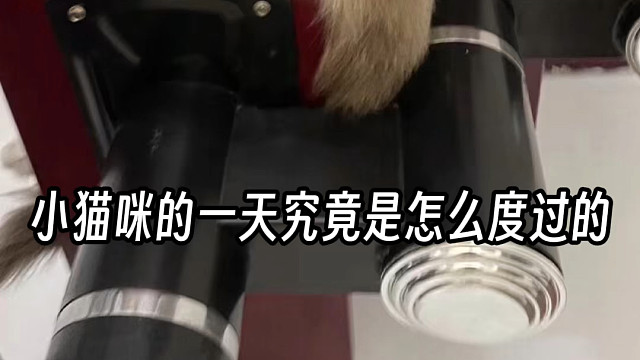 小猫咪的一天