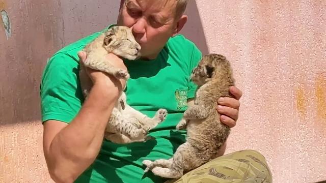 奥列格园长带狮子幼崽晒太阳，太暖了