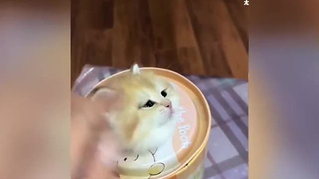 1816. 盘点那些被玩坏的猫咪，猫：我不是人，但你们是真的狗..，真是服了你们这些老六