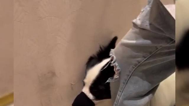 126_盘点遛狗人的卑微现状