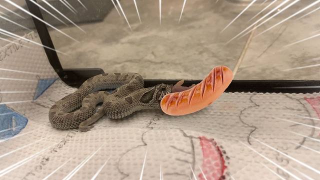 新玩意！居然还有蛇蛇可以吃的肉肠？