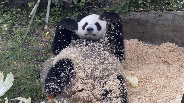 糖霜小熊没有，但是花生碎小熊管够