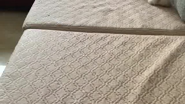 156_五六七这智商，在哈士奇界是不是得有一号了！____________