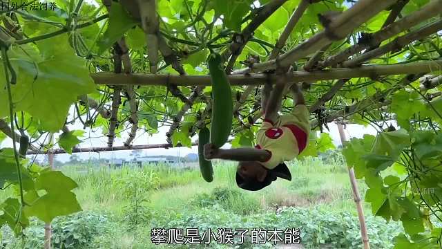 小猴子看望老奶奶，给她带来了一车冬瓜