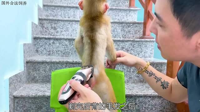 小猴子第一次剃毛，对爸爸的手法很不满意