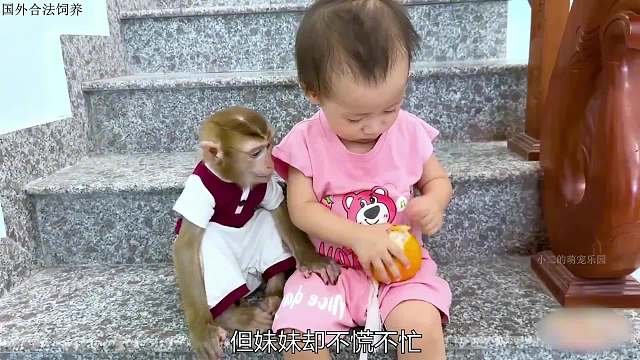 小猴子耐心的等待妹妹剥橘子，实在太可爱了
