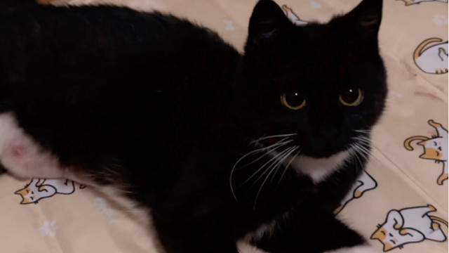 新鲜的豆包包！