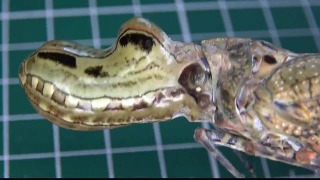 长着鳄鱼脑袋的昆虫，它这是见过鳄鱼吗