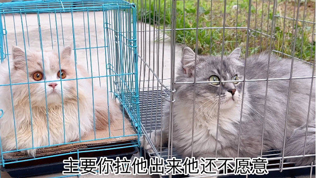 开启田园生活后，我的小猫越来越狗了