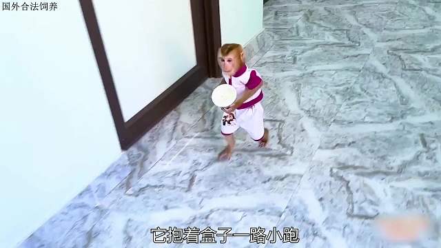 小猴子被妈妈责怪，一气之下竟然离家出走了