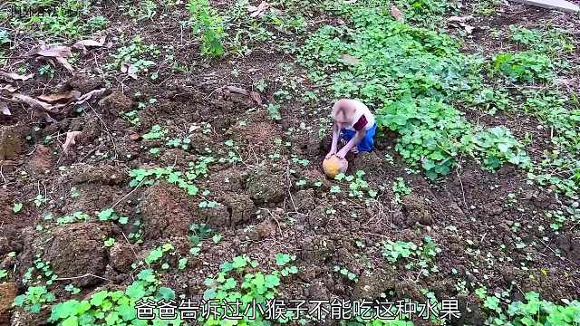 小猴子跑出去玩弄了满身泥，看妈妈正忙就自己洗澡