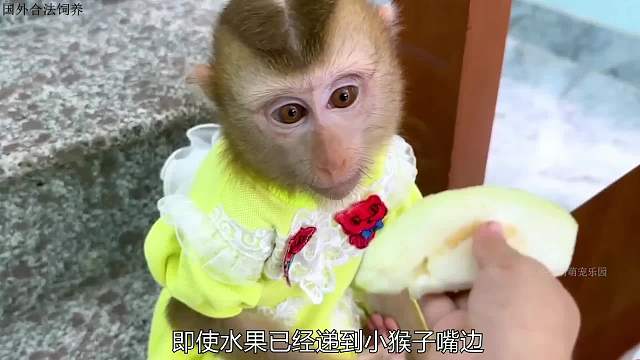 小猴子跟妈妈生气，因为妈妈不爱它