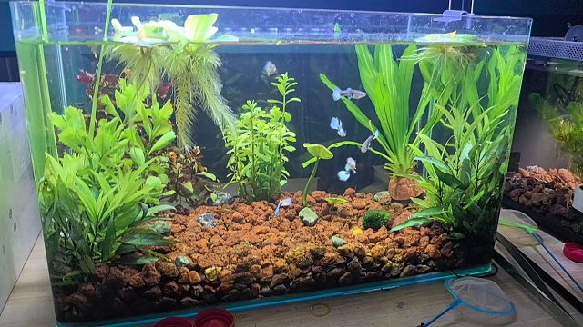 中年游戏主播进军水产区？分享古法养鱼开缸经验分享！