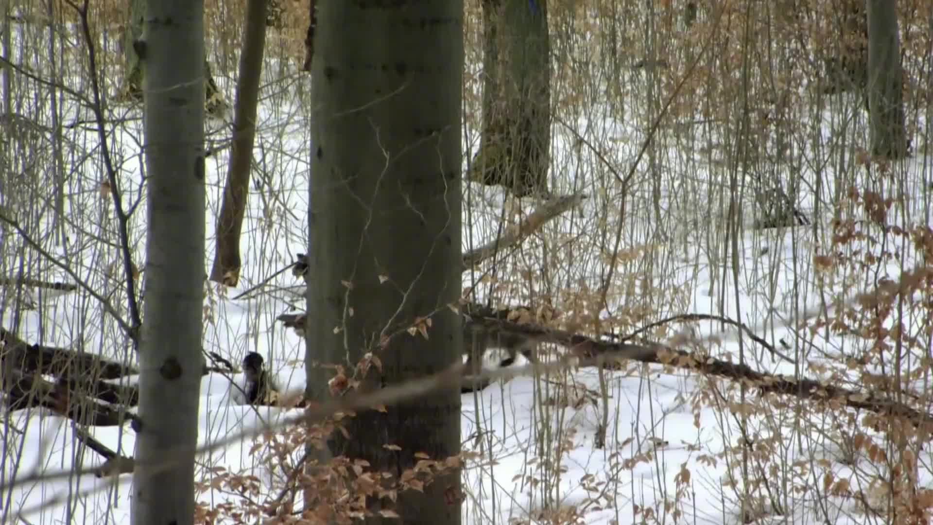顶级掠食者，猫科动物生存奥秘（1）