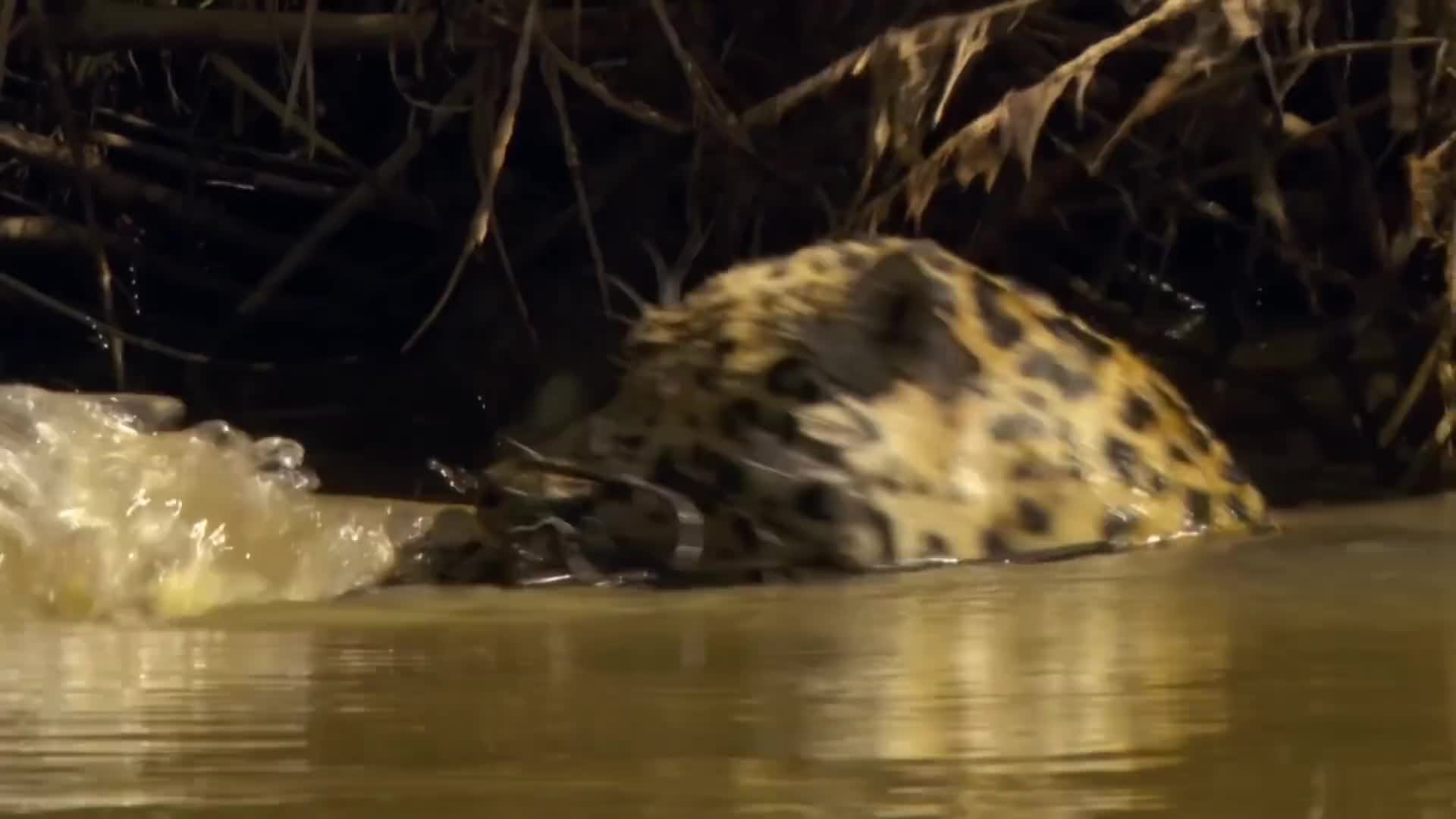 顶级掠食者，猫科动物生存奥秘（3）