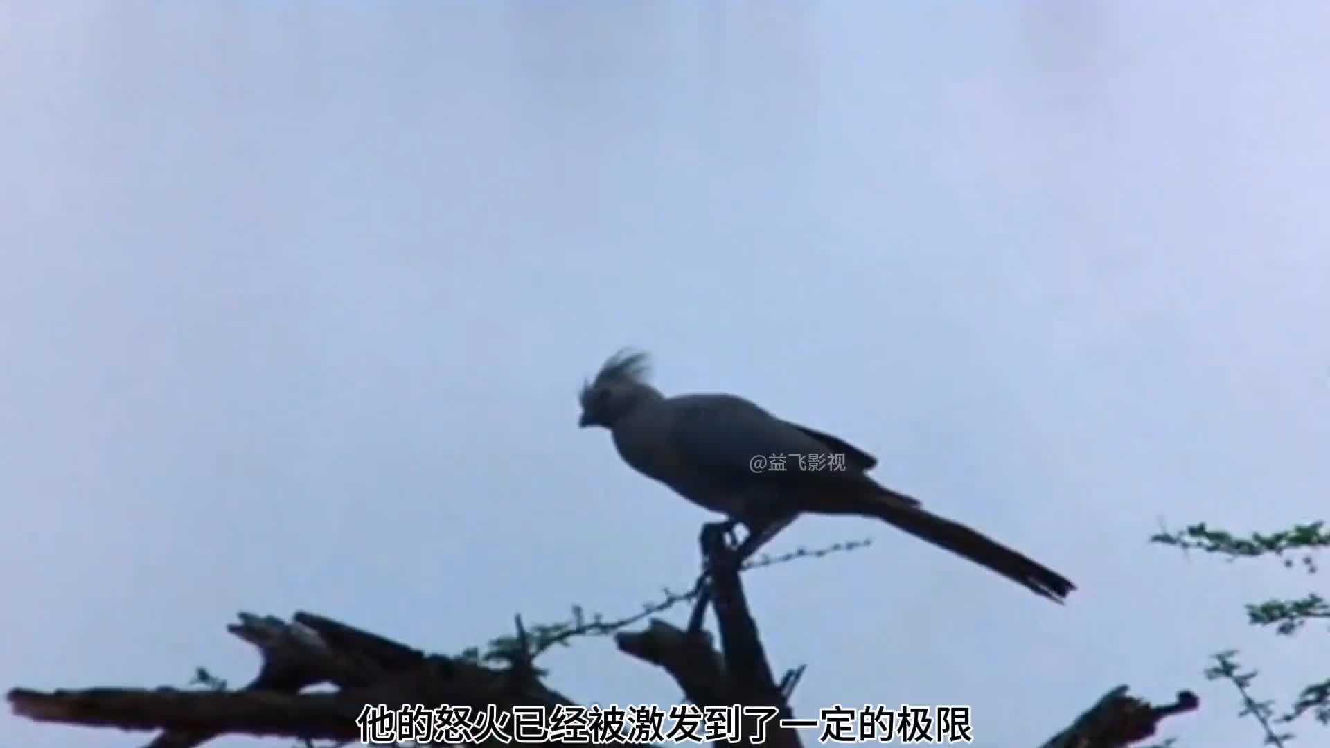 动物世界