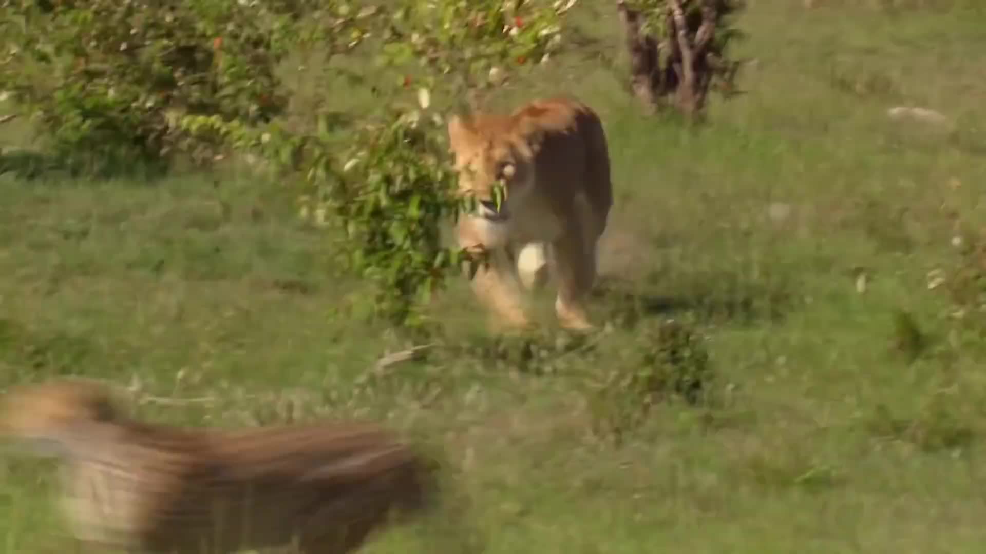 顶级掠食者，猫科动物生存奥秘（6）