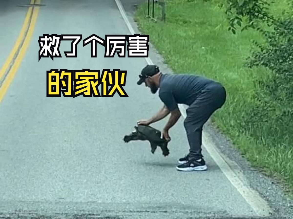 那些让人惊叹的动物视频！