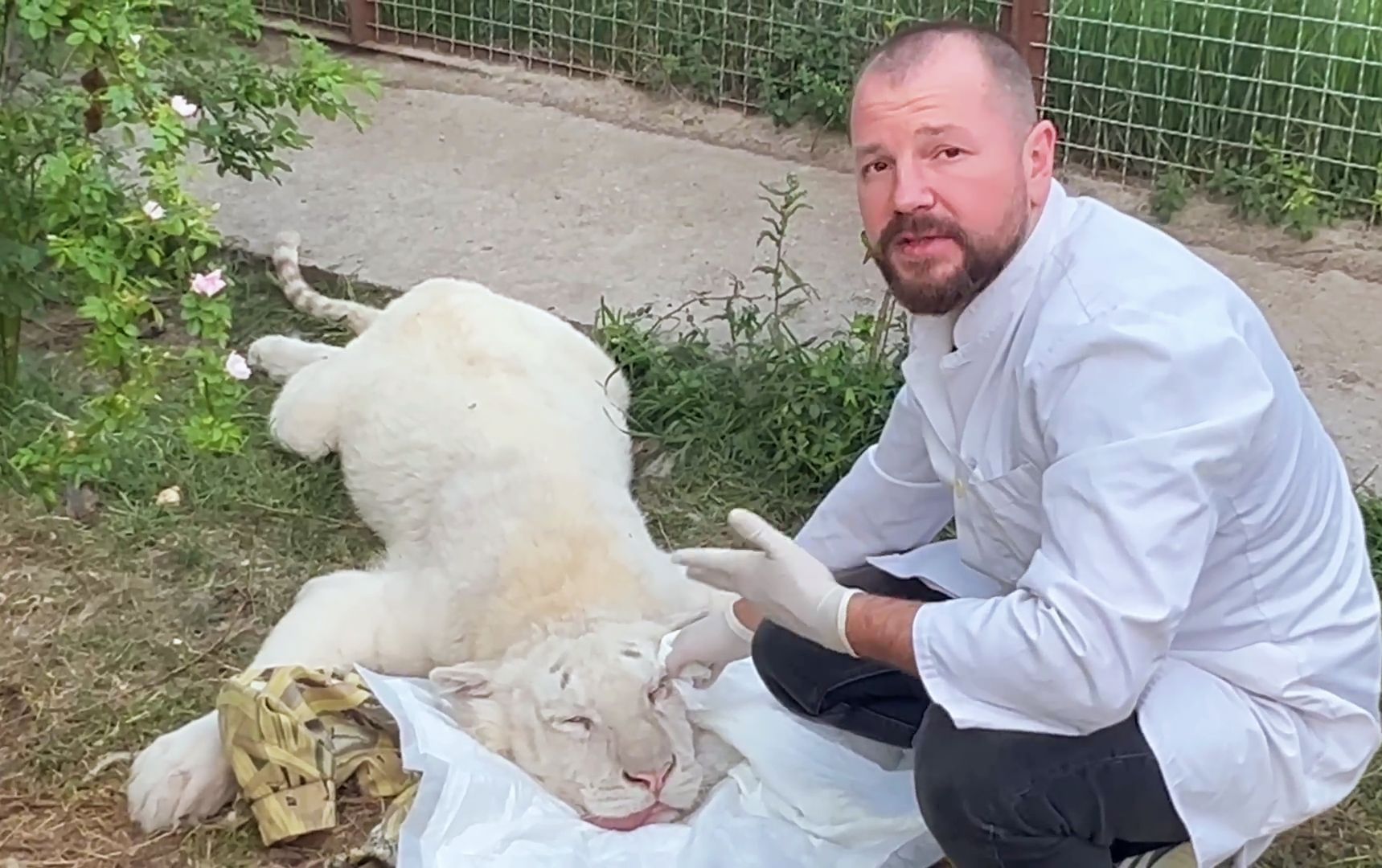 小白虎的眼睛发炎了，帮它治疗一下！