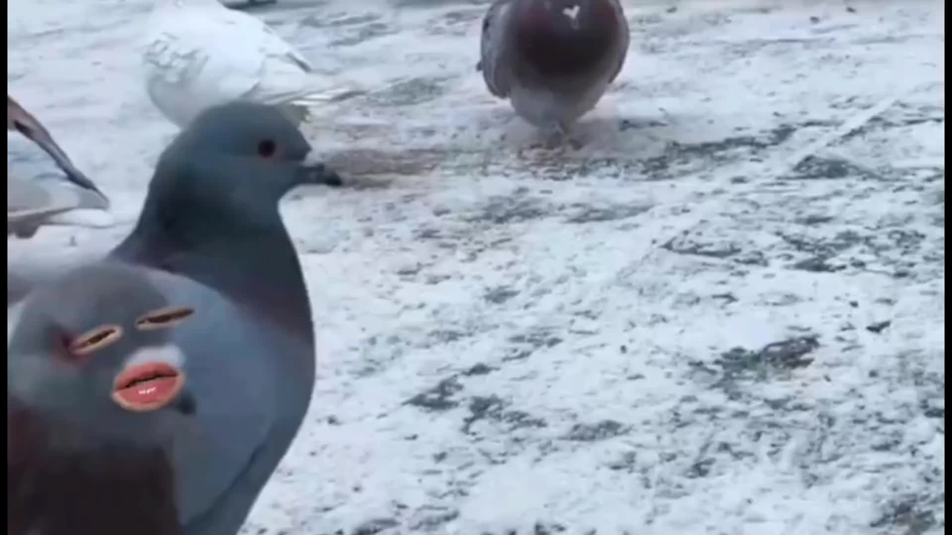 97. 鸽子 -你话咋那么密呢