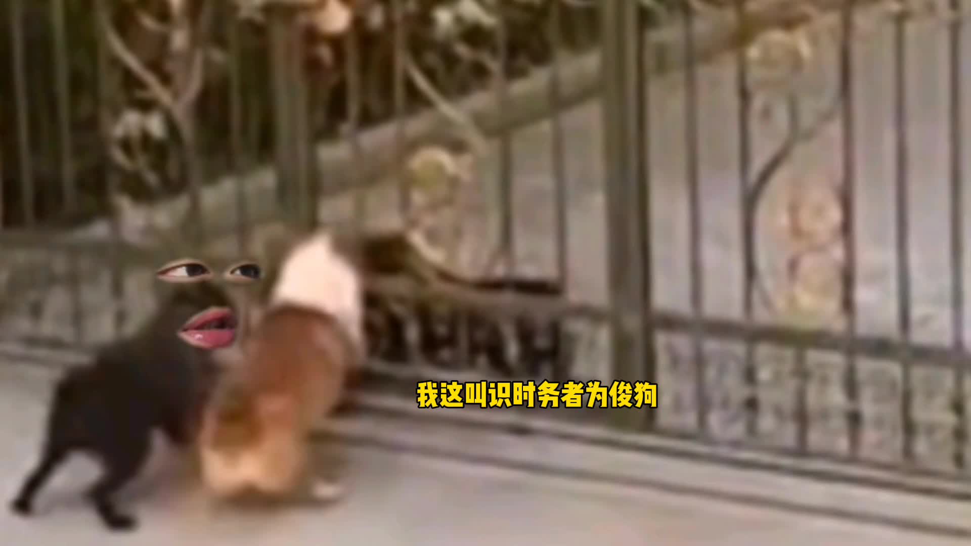 98. 狗子 -我这叫识时务者为俊狗