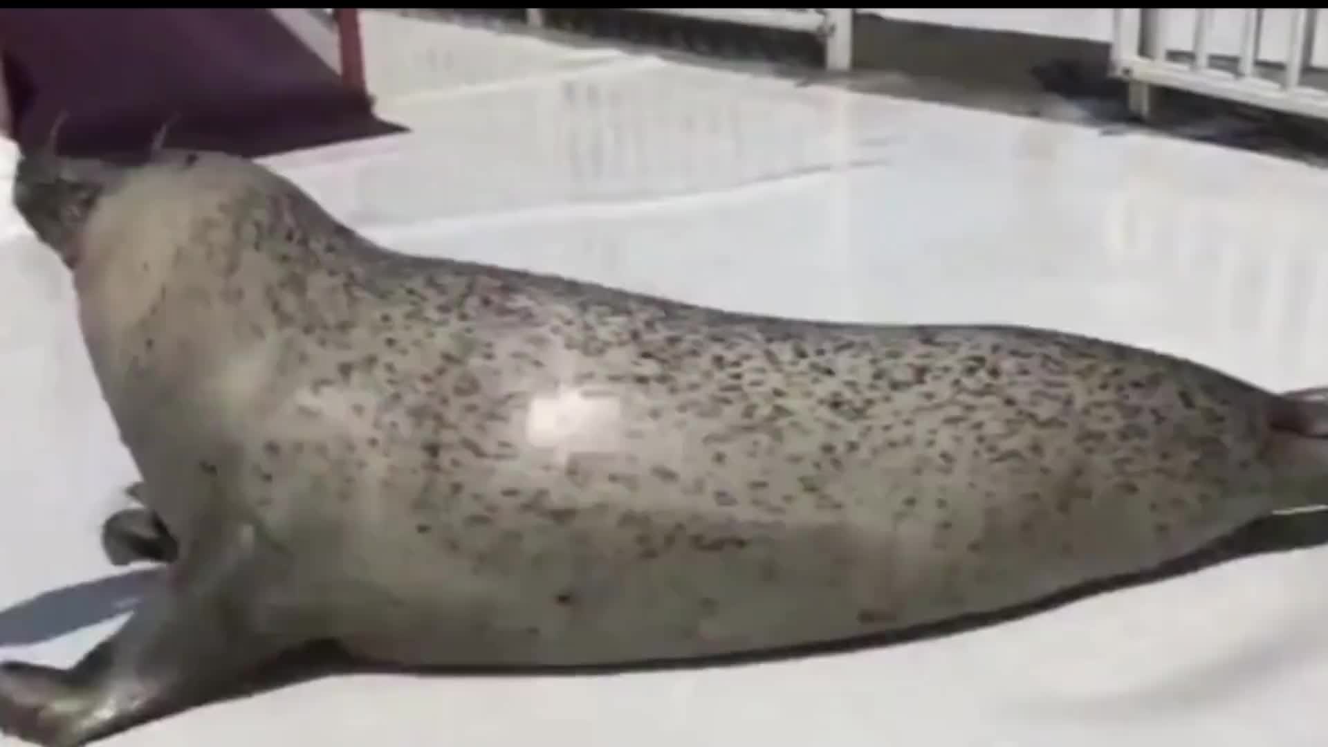 越胖越自信，海豹！长得像颗猕猴桃