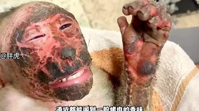 猴子触电奇迹生还记