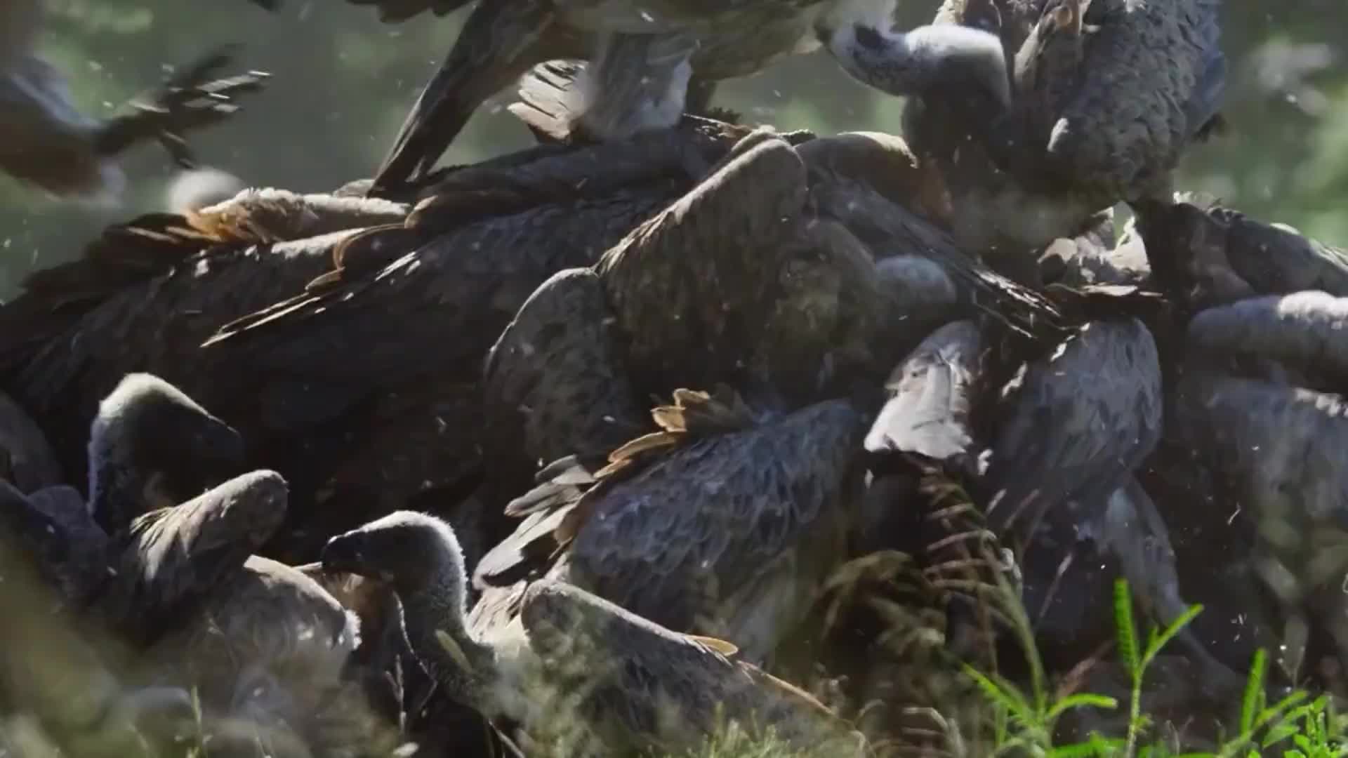 这就是你们熟悉的座山雕，秃鹫！一只绝不杀生的猛禽