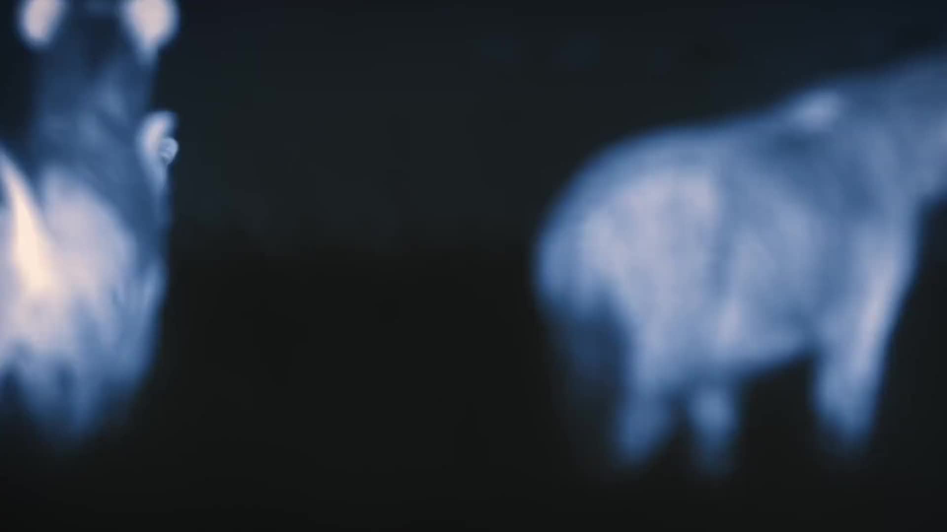 狮王之辱：母狮的孤胆逆袭，家族荣耀重回草原！（2）