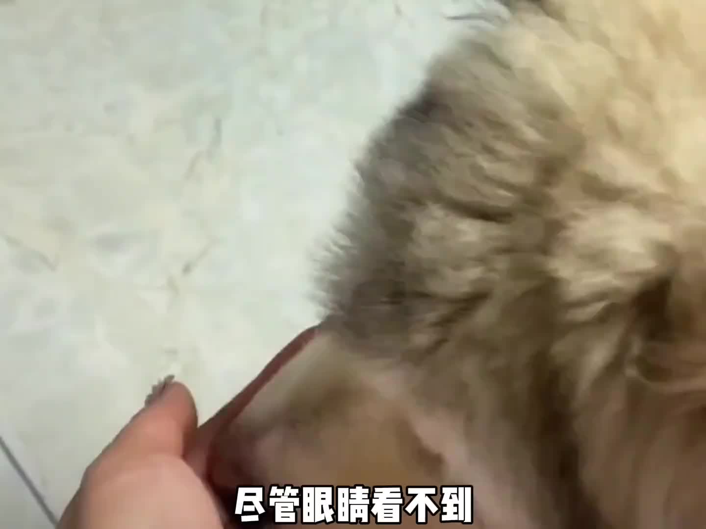 善良小姐姐和11只狗狗的孽缘…