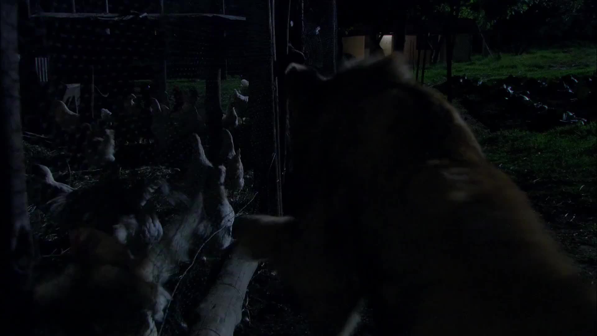 白狮的艰难成长历程（4）