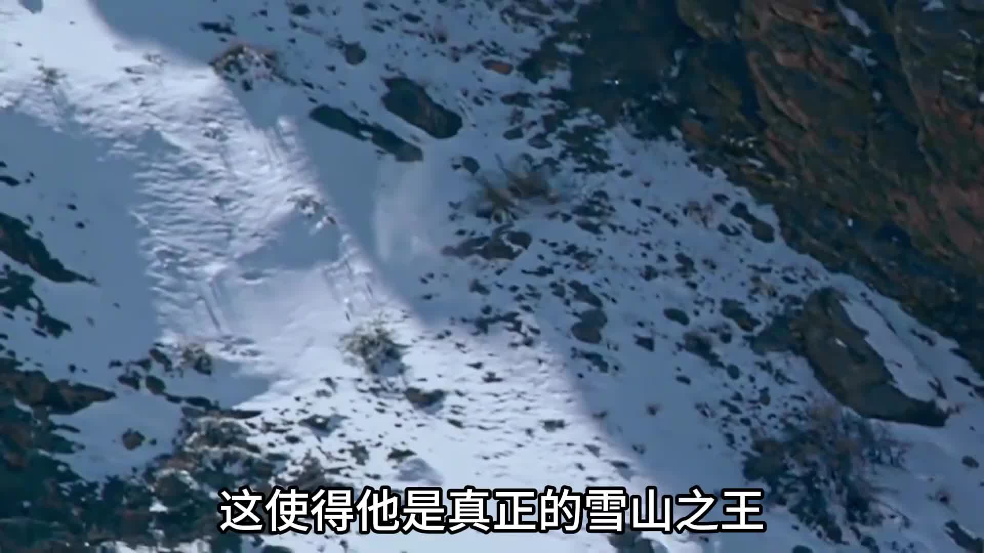 雪山银渐层，雪豹！到了动物园宛如智障