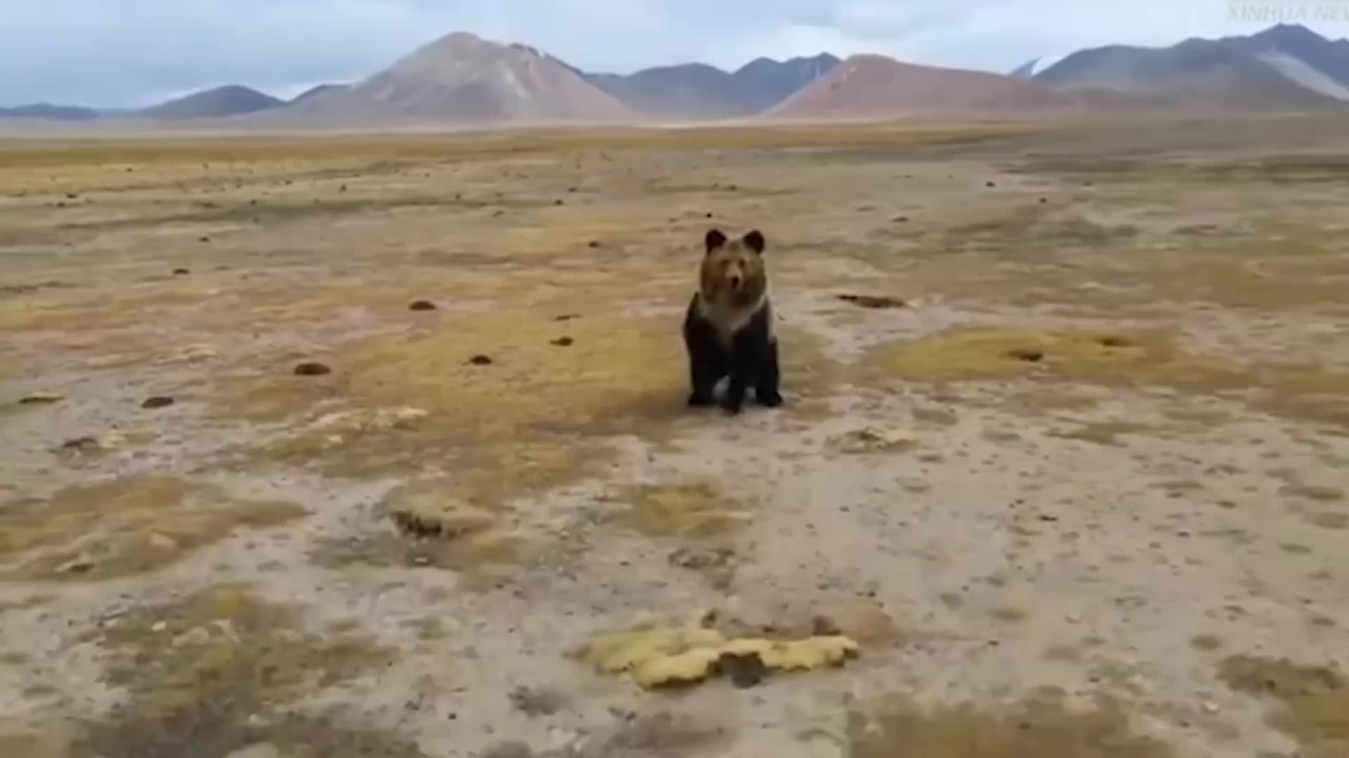 青藏高原最危险的动物，藏马熊！也是跑得最快的熊
