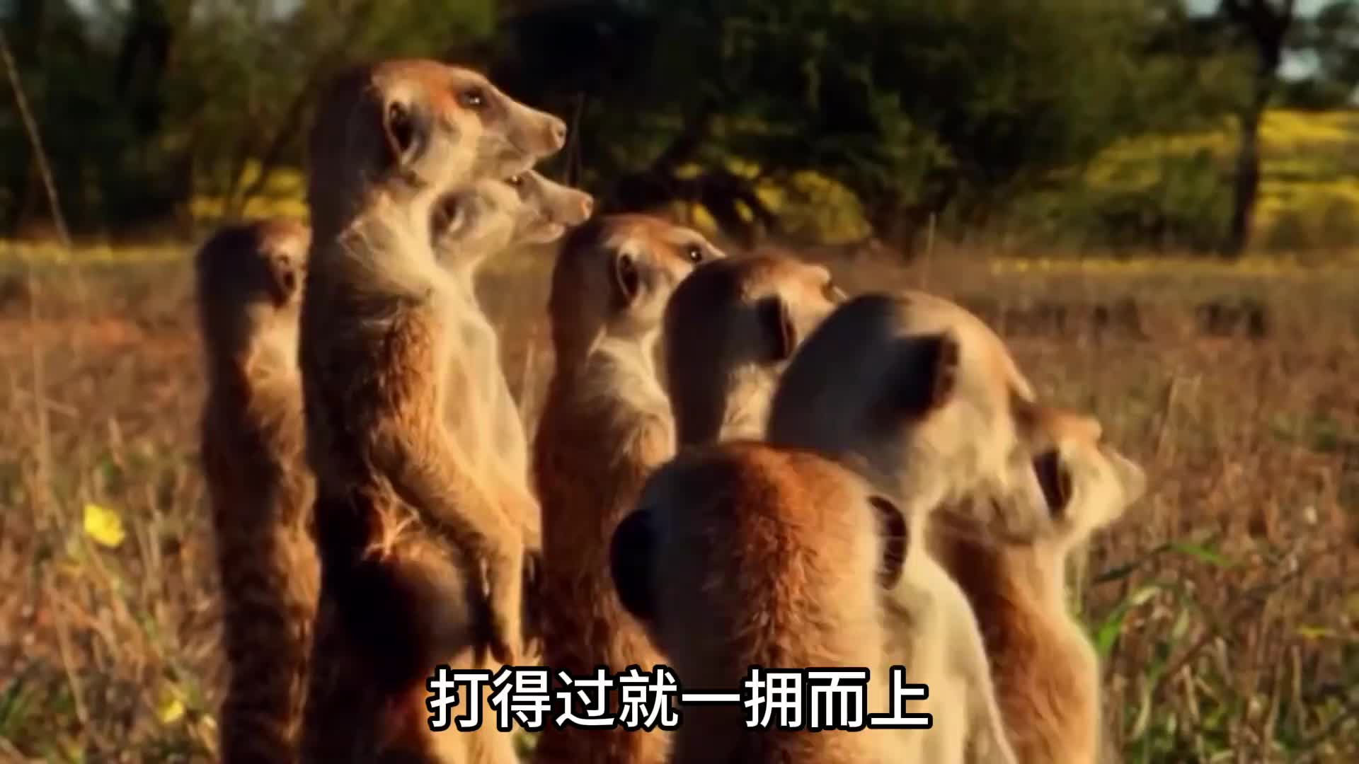 非洲保安队队长，狐獴！蓬蓬的好朋友丁满