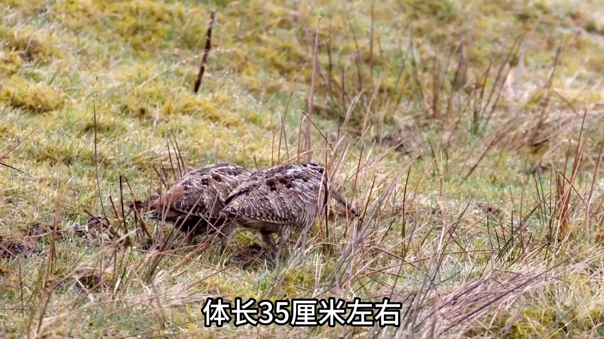 飞的最慢的鸟，丘鹬！一步一卡爱蹦迪