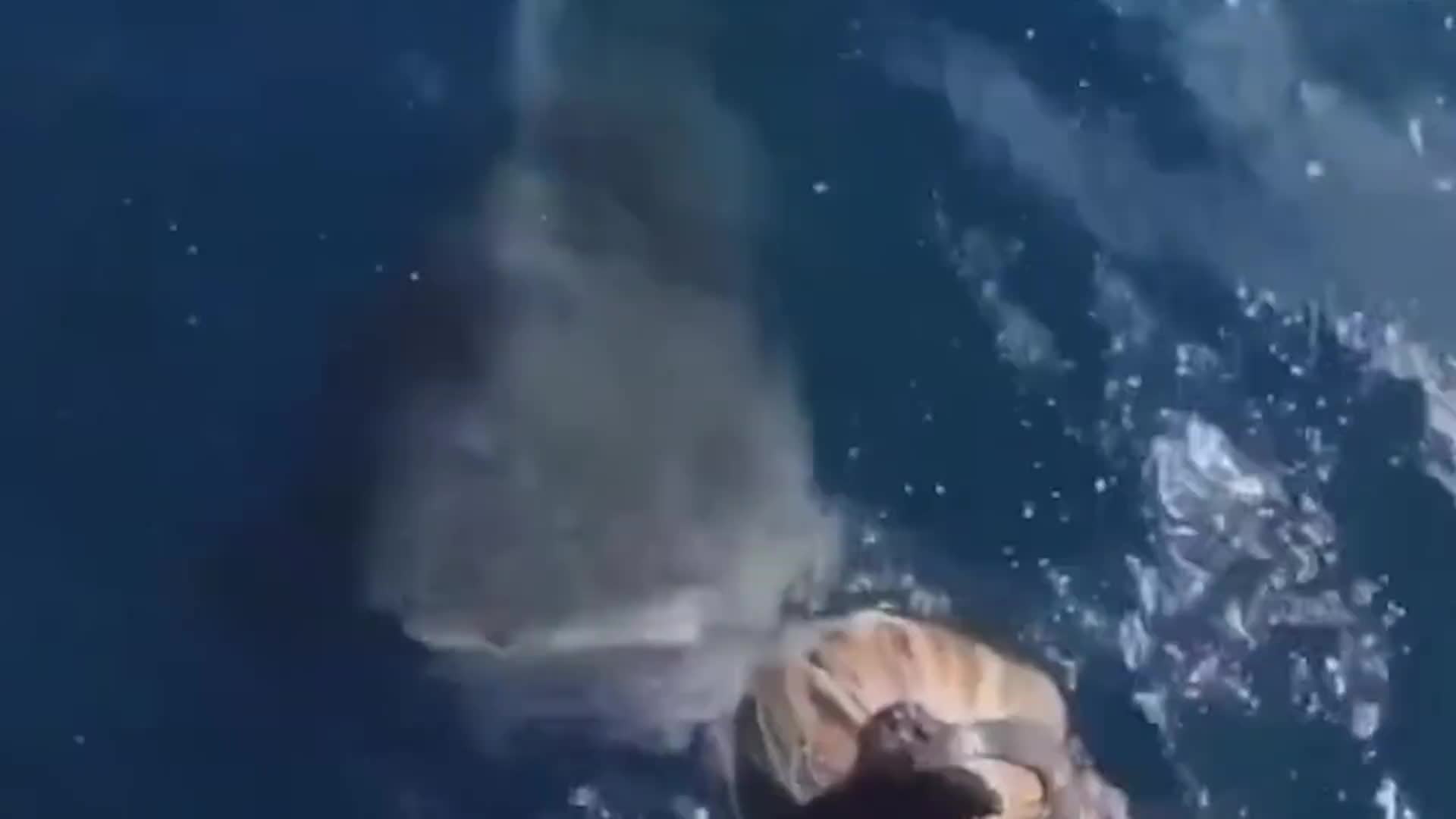 鲨鱼其实像条狗，性格也很温柔！