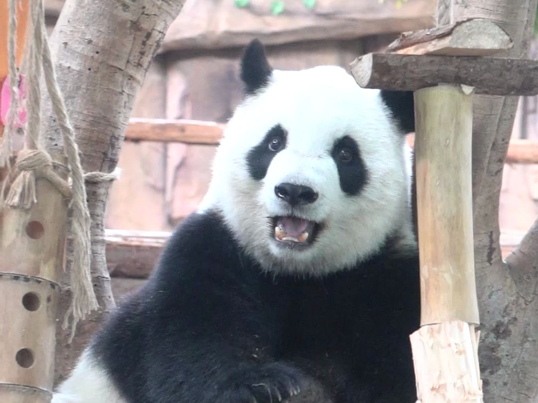 拆家时理直气壮，被奶爸发现时满脸写着心虚