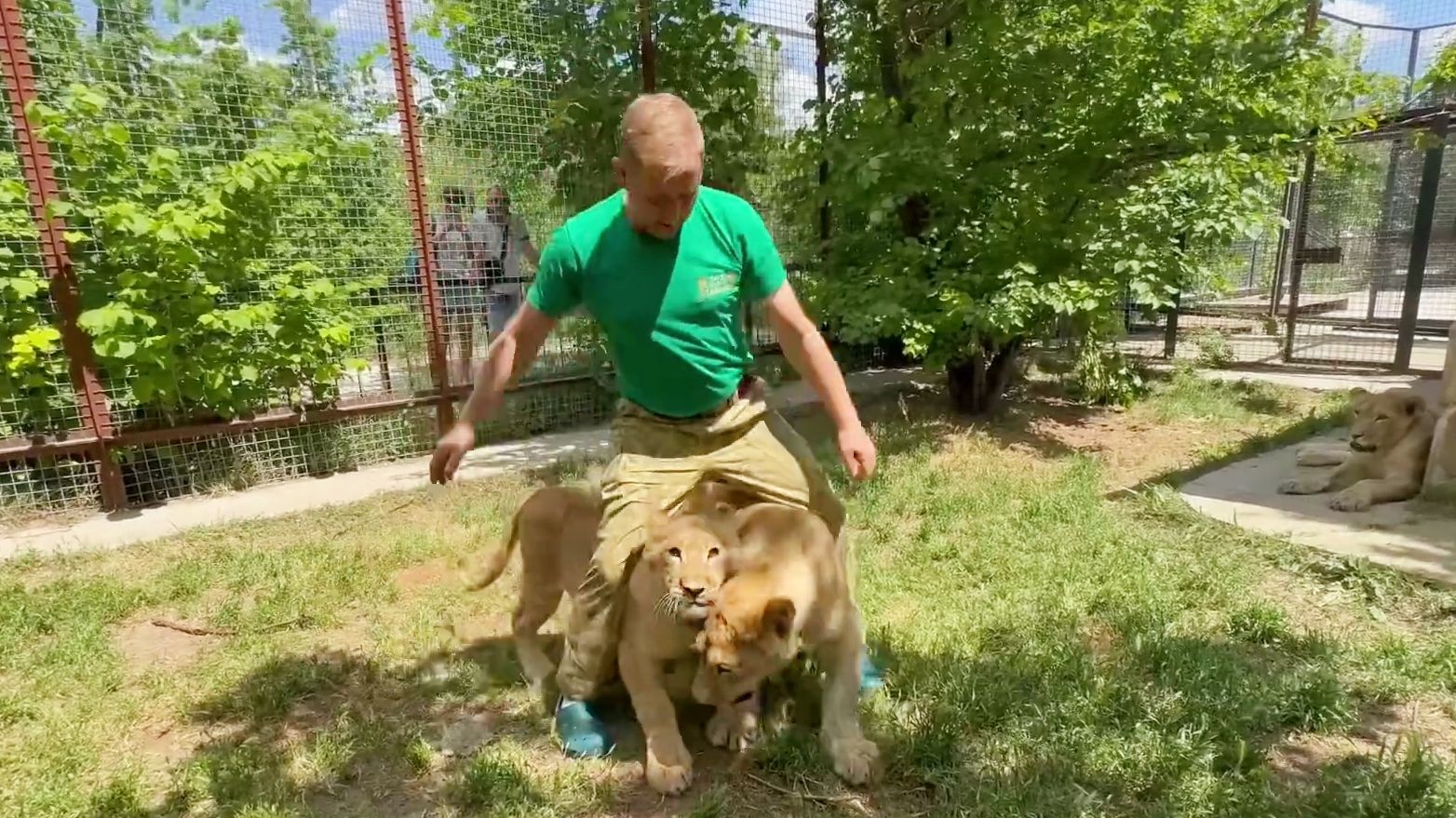 救助小狮子一看到园长爸爸，瞬间开启“话痨”模式！