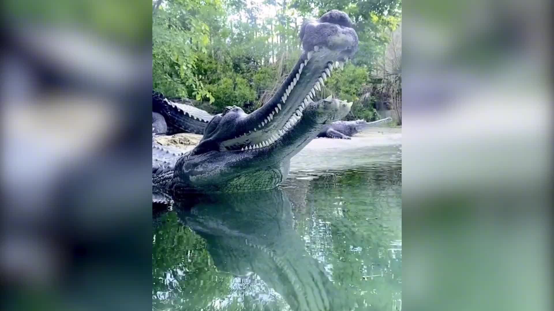 鳄鱼界的战五渣，恒河鳄！尖嘴猴腮很独特