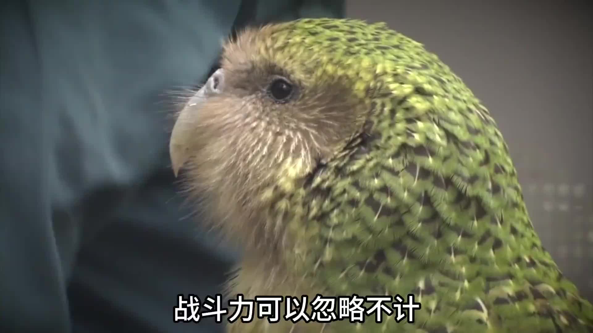 鸟中傻狍子，鸮鹦鹉！差点把自己傻灭绝