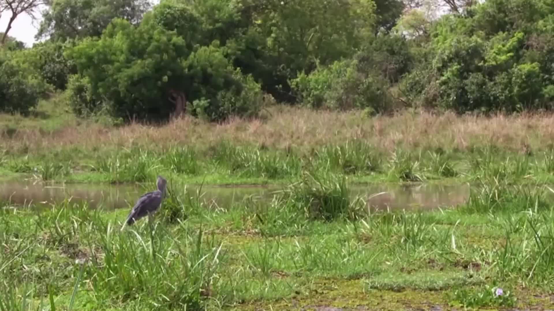 鸟中哈士奇，鲸头鹳！一只靠实力濒危的小可爱