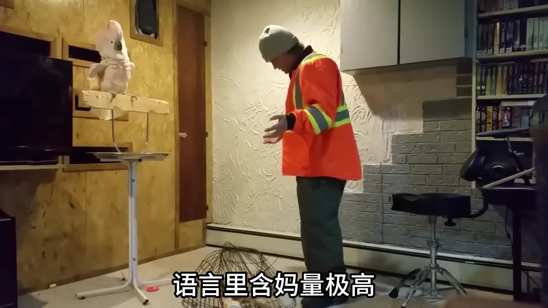 鸟界搞笑天花板，白凤头鹦鹉！号称鸟中哈士奇