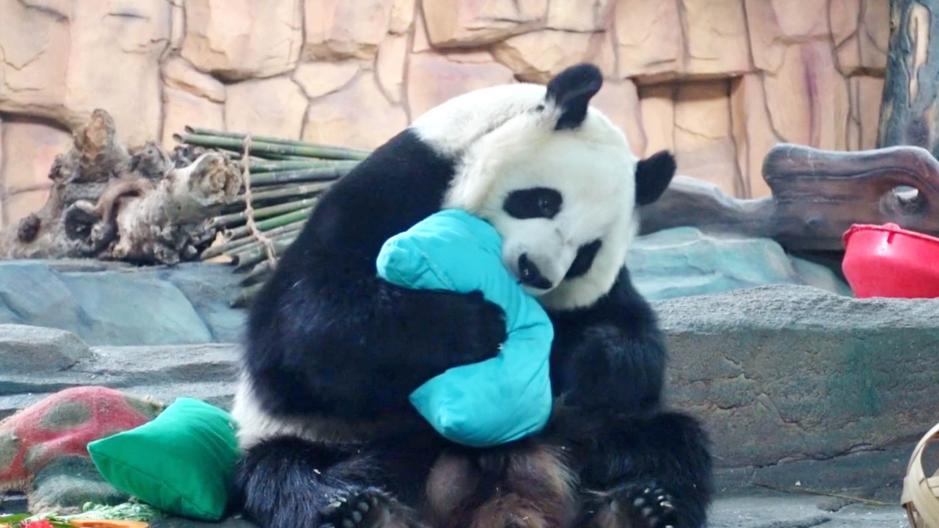 今天最喜欢的是“小蓝”