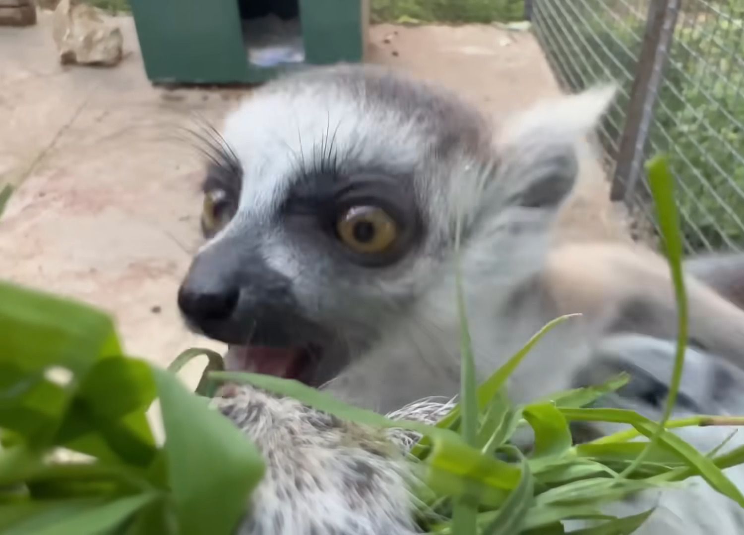 “环尾狐猴，你可以吃草”