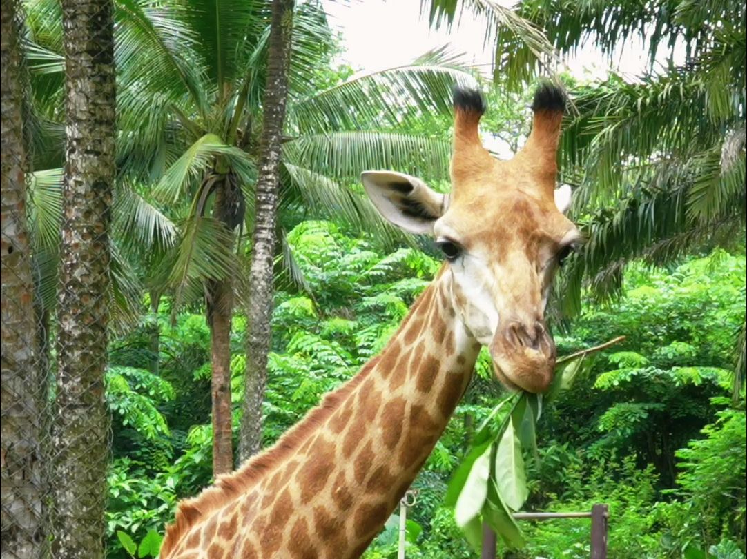 海野长腿大眼帅小伙四岁啦！